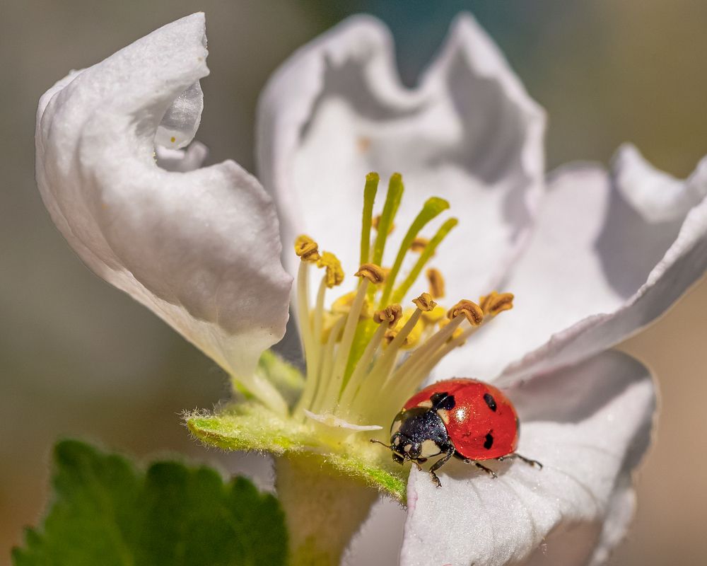 Божья коровка