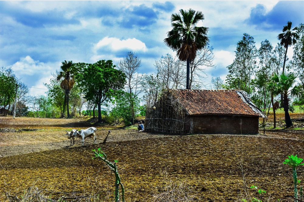 wildlife photography