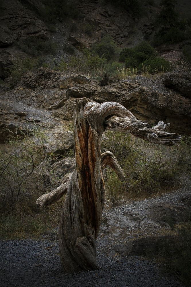 Дерево Желаний