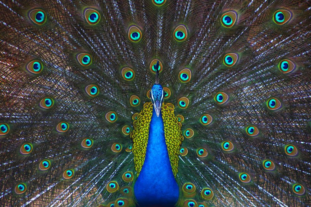 peacock dance
