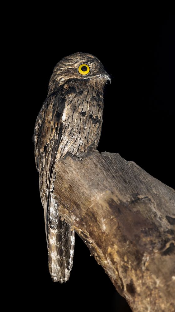 Common Potoo