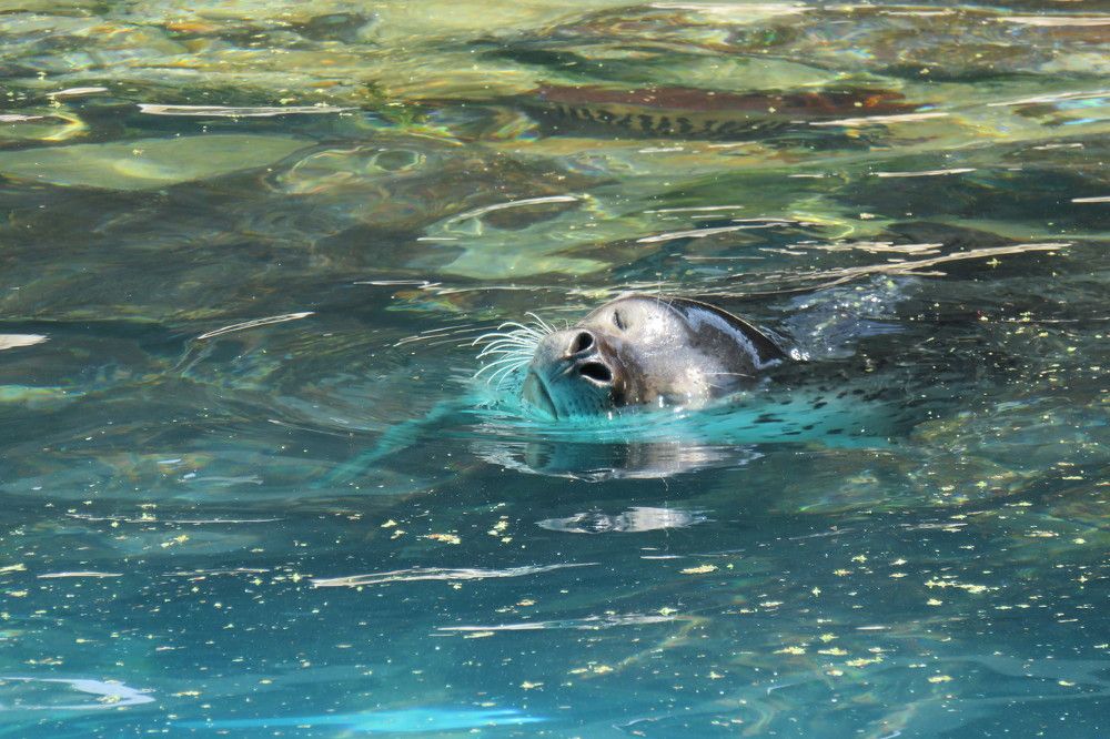 Безмятежность