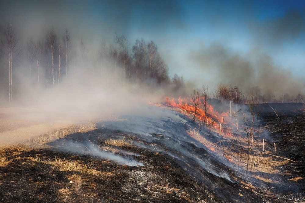 Травка горит