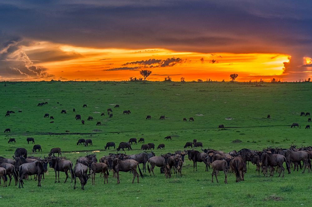 end of a day long migration