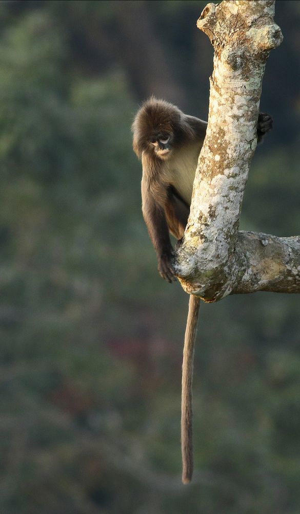 Phayre's Leaf Monkey