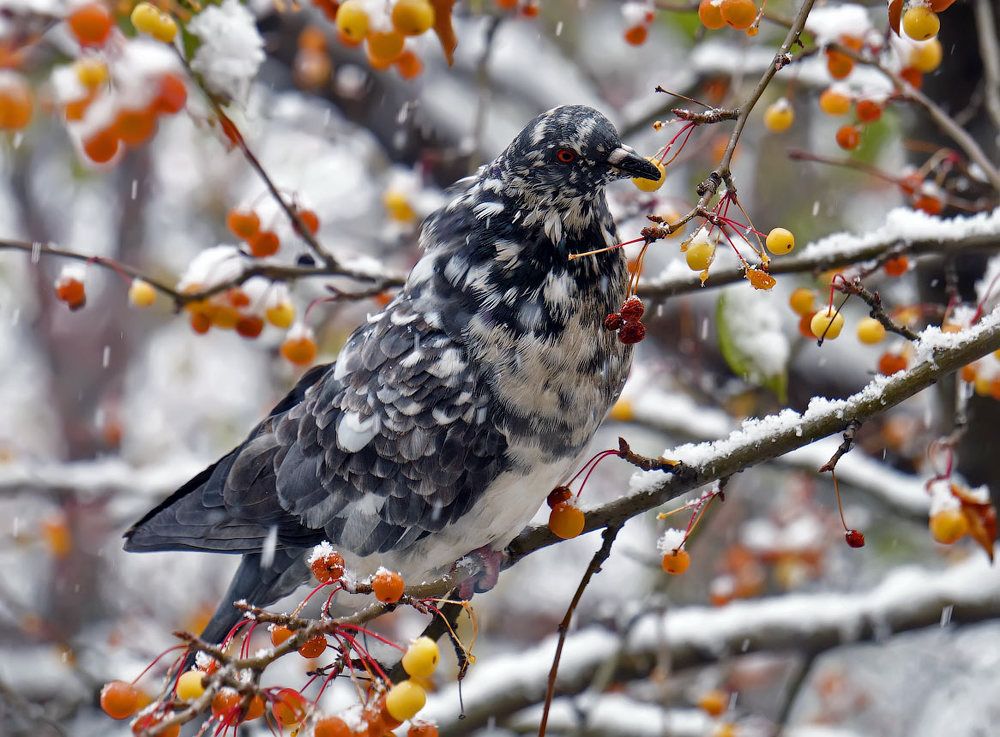 Снег еде не помеха