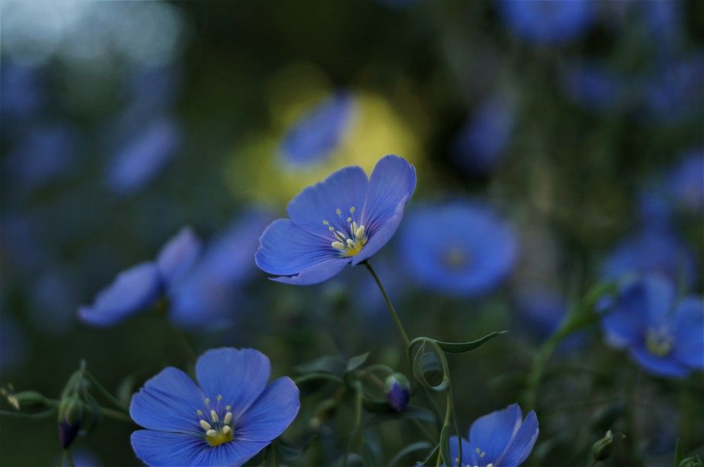 В ореоле света