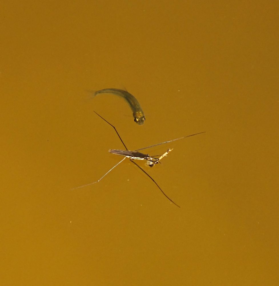 Грань миров