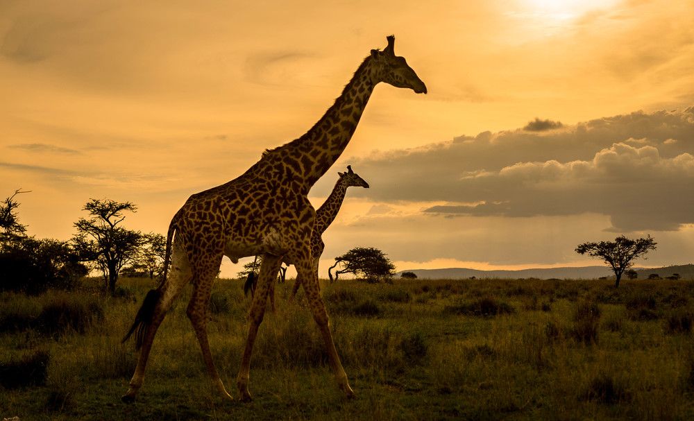 Sunset over the Serengeti