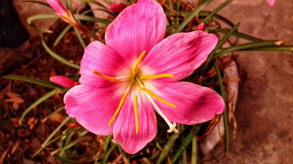 Flower