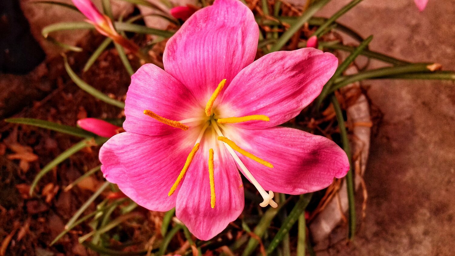 Flower