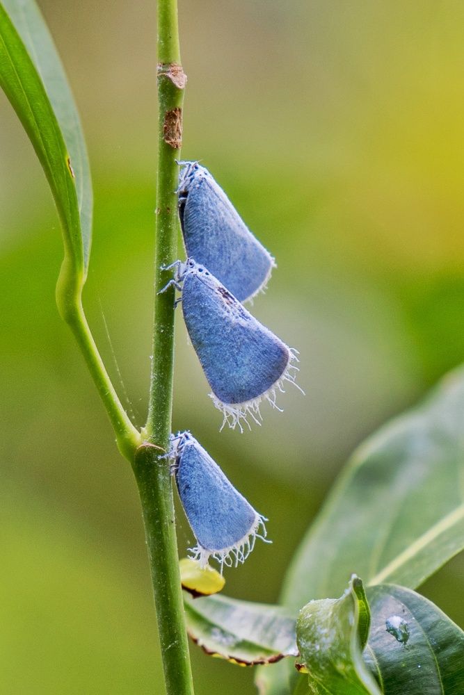 Flowers with wings