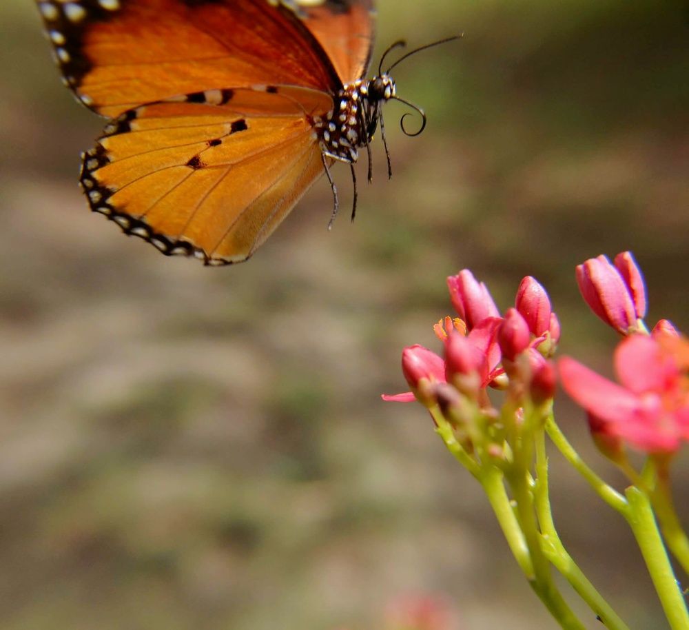 Plain Tiger Butterfly