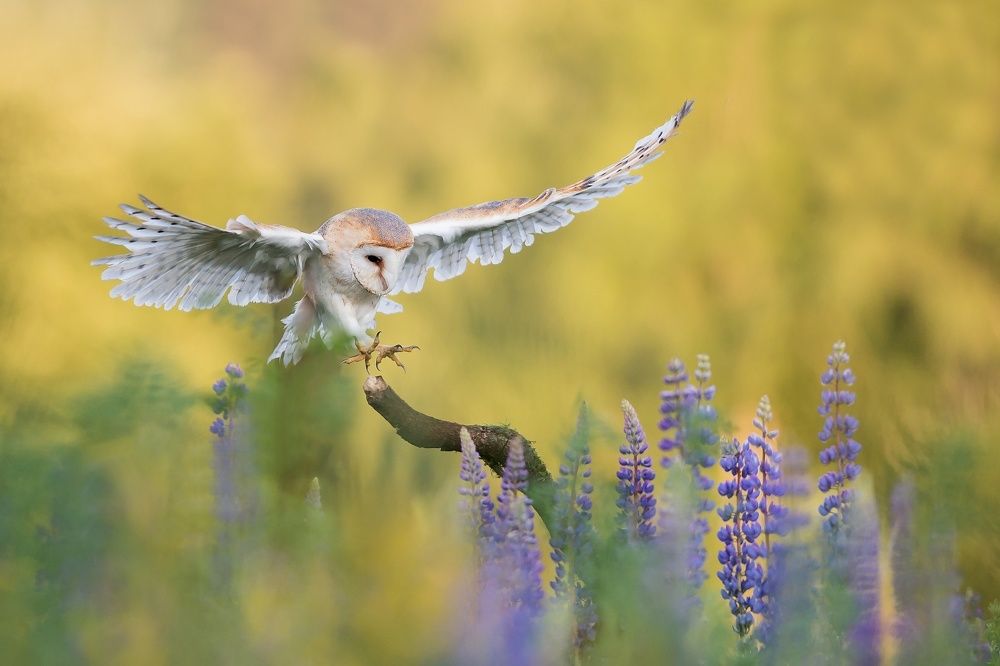 Landing (Barn Owl)
