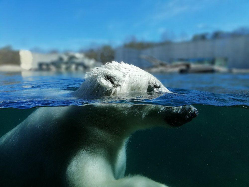 Купание белого медведя