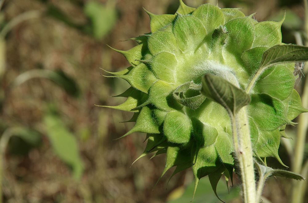 зелёненький он был