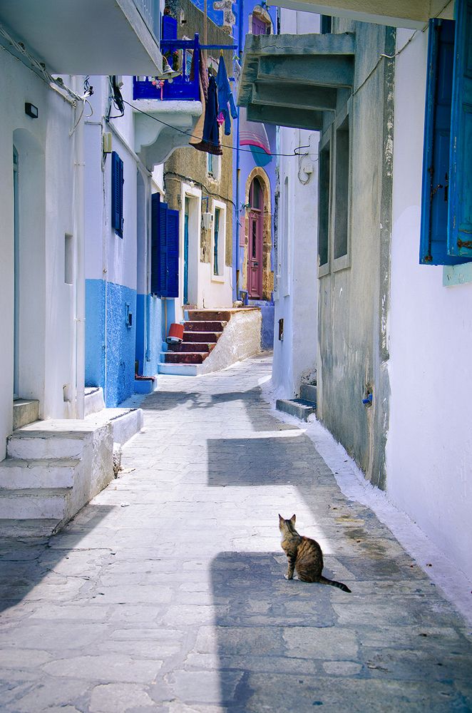 Котик в городе