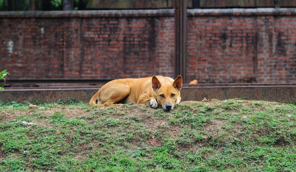 Photograph by Muksedul Hoque  Ovi