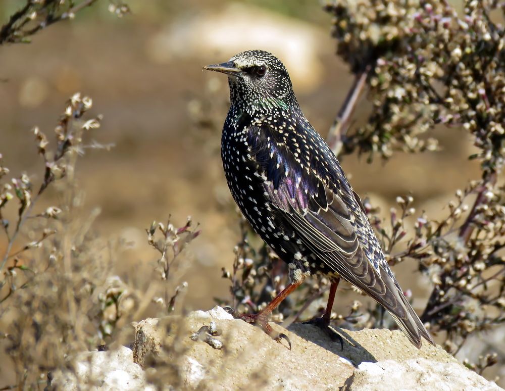 Скворцы прилетели