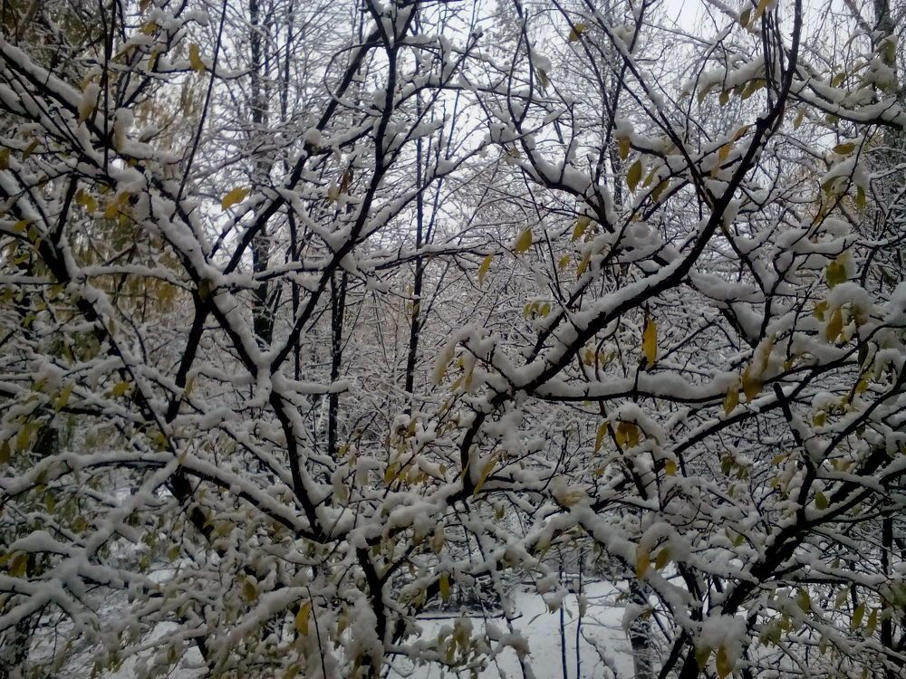 Сніг