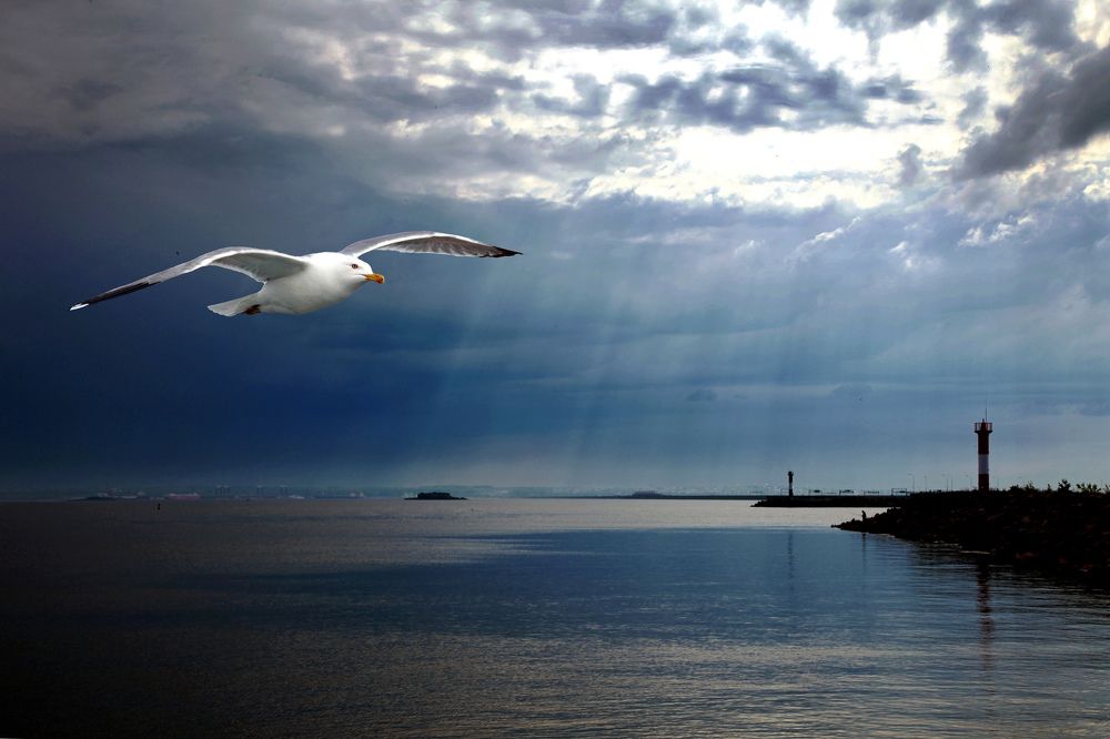 А он, мятежный, ищет бури...