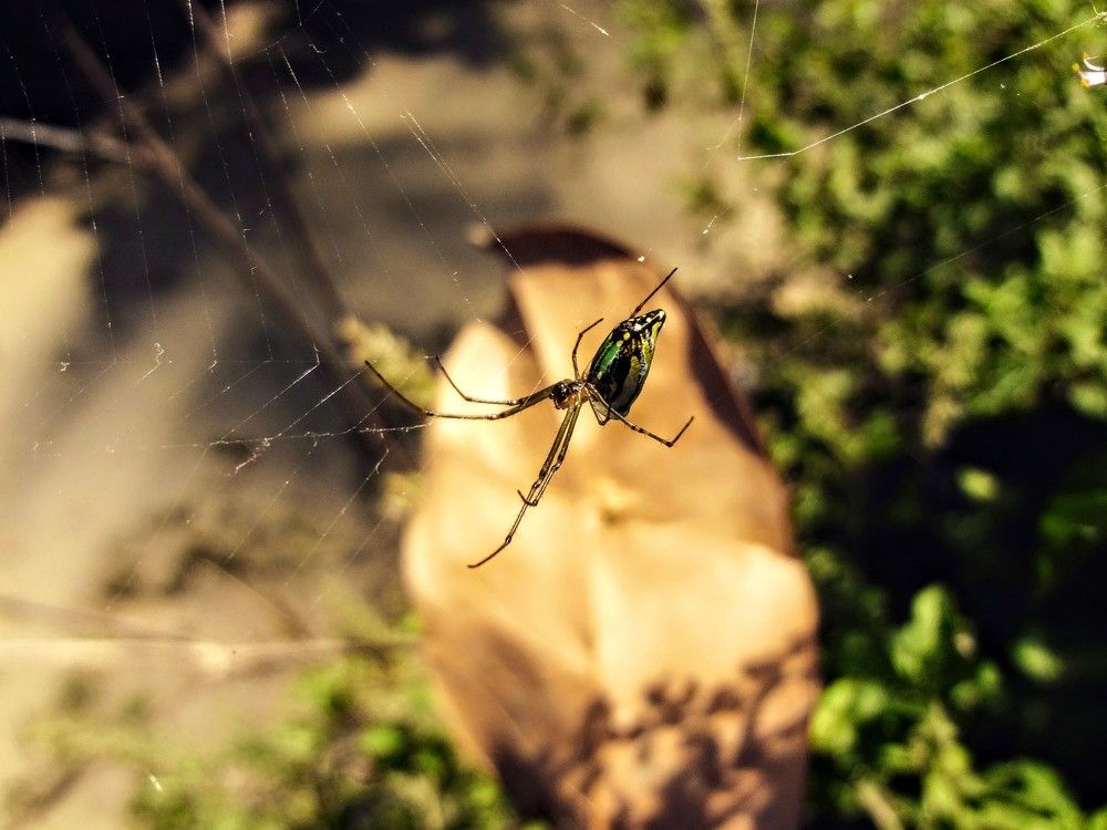 The cob-web maker
