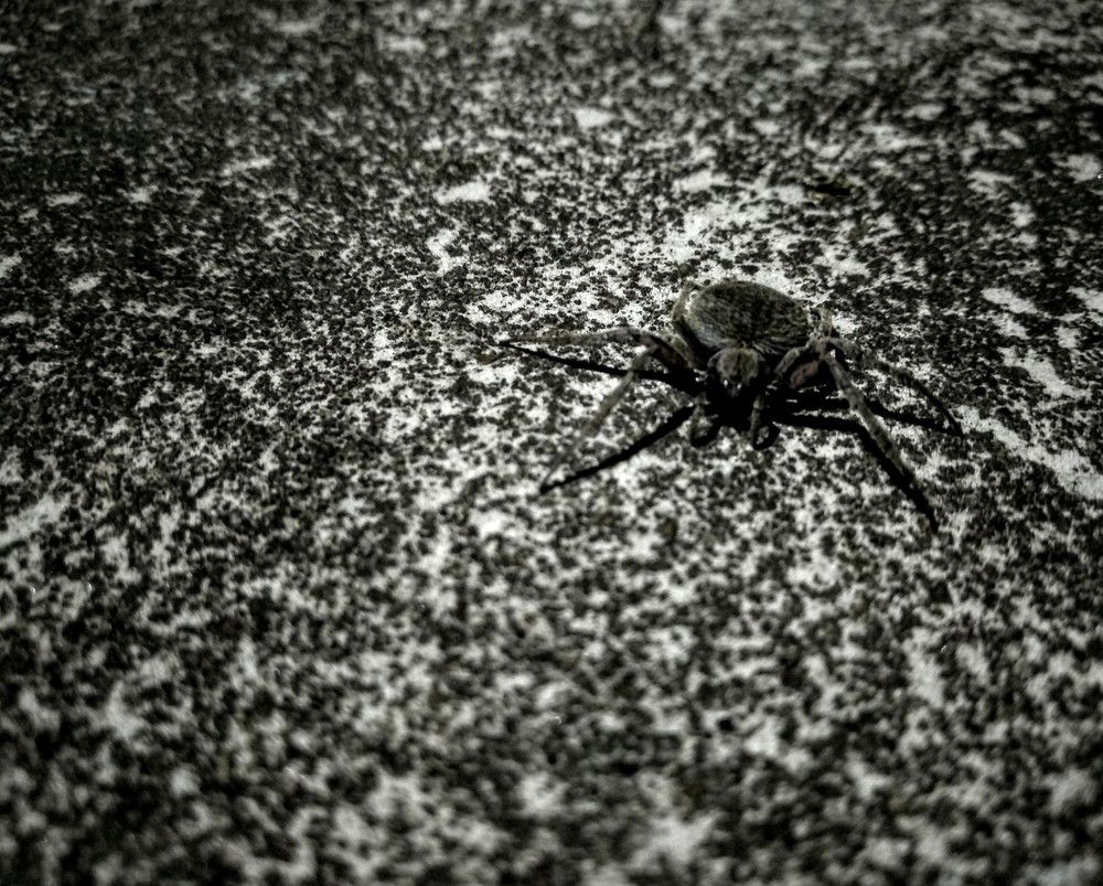 Camouflaged