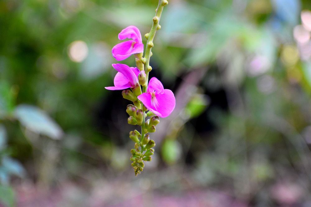 Pleasure of Pink..!!