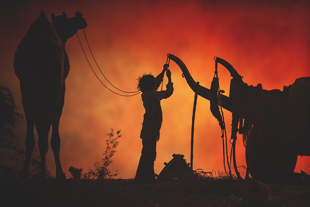 Camel vendors from the city of Pushkar,Pushkar Mela.
