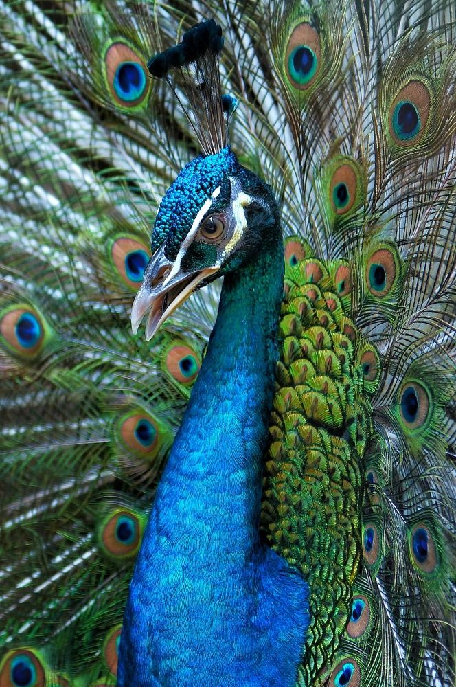 Elegant Peacock