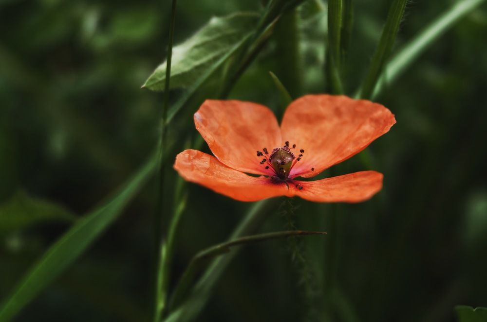 Один в поле - не воин