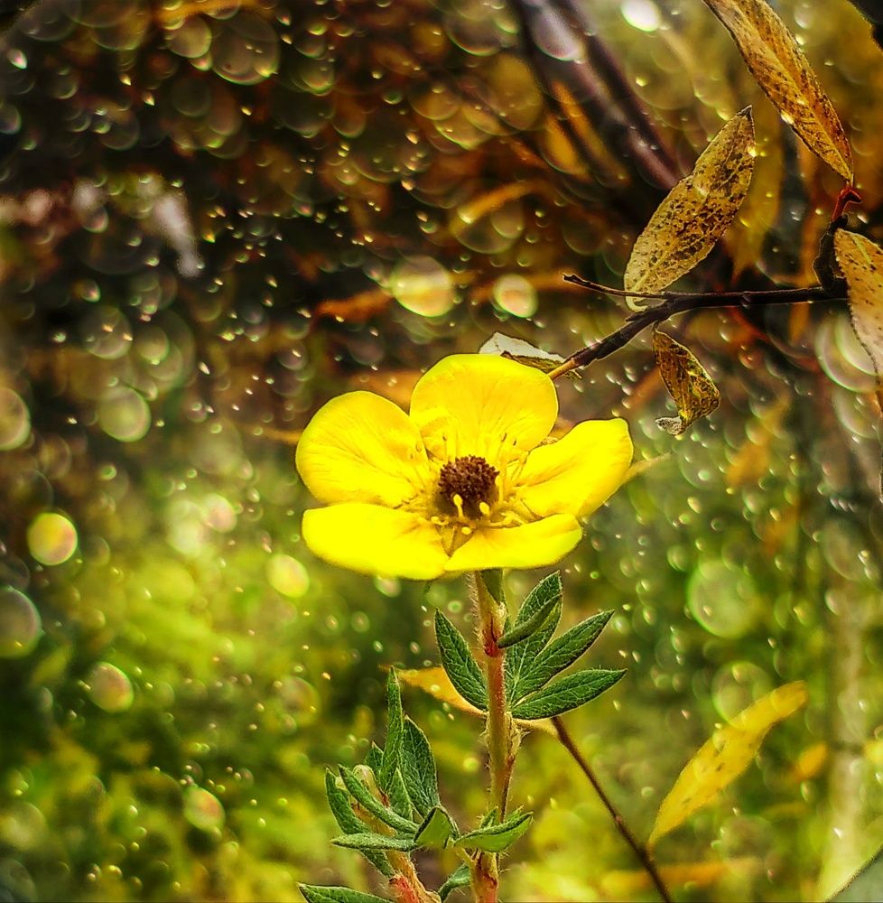 Сонный цветок