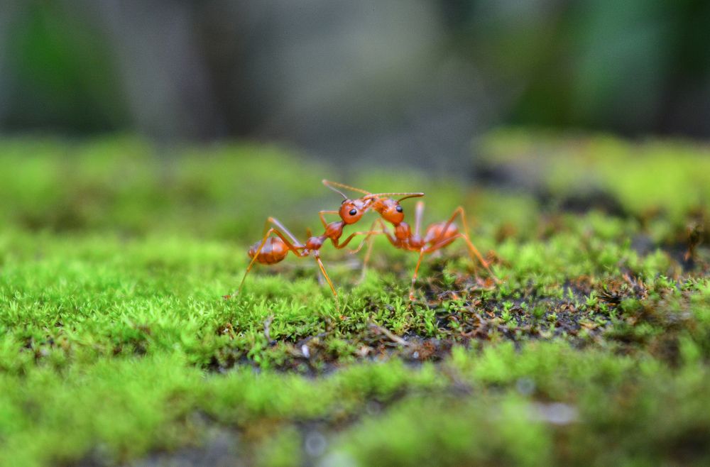 Two Ant Share their Work