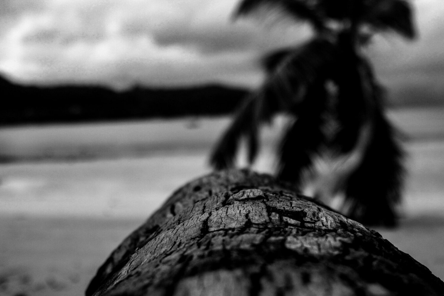 Coconut tree
