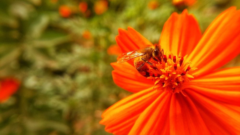 Its honey absorbs honey from its sources