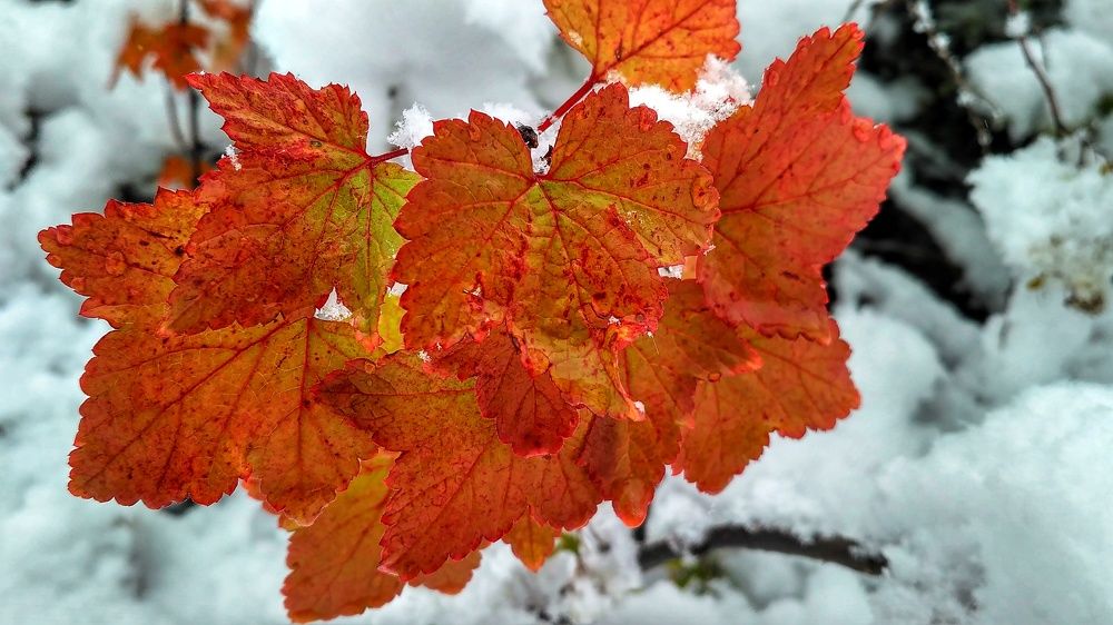 В снежном плену.