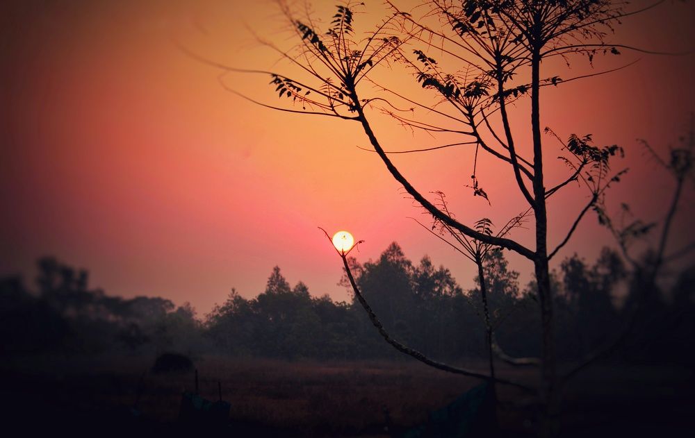 A sunshine to life