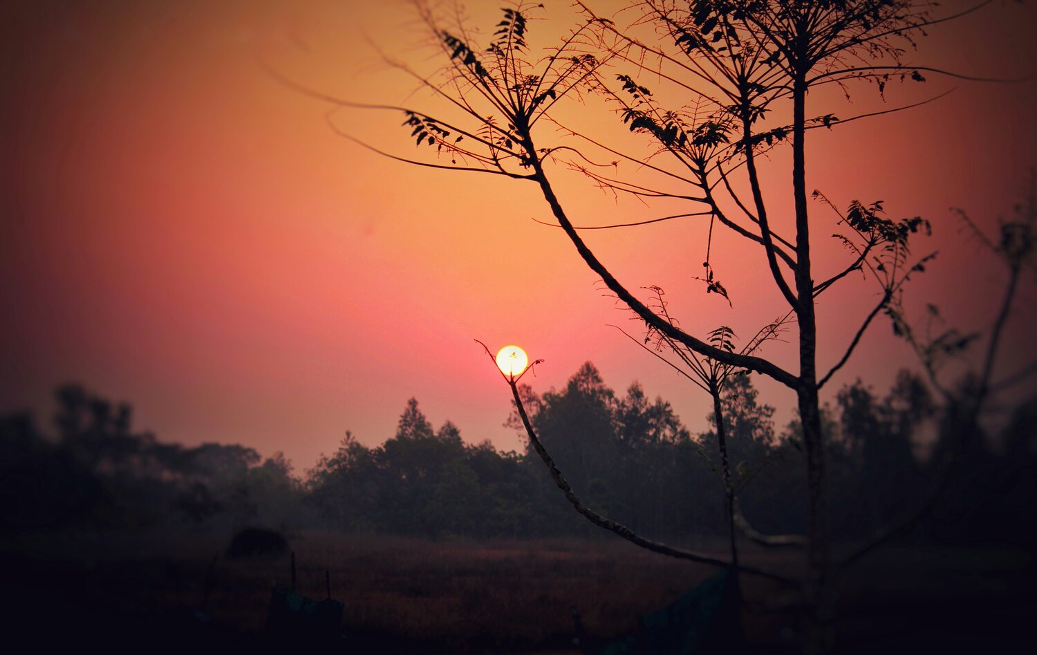A sunshine to life
