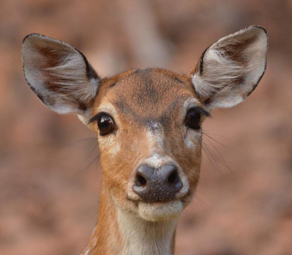 Eye to eye