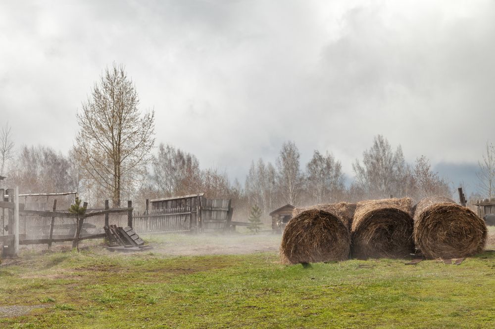 Утро на конюшне