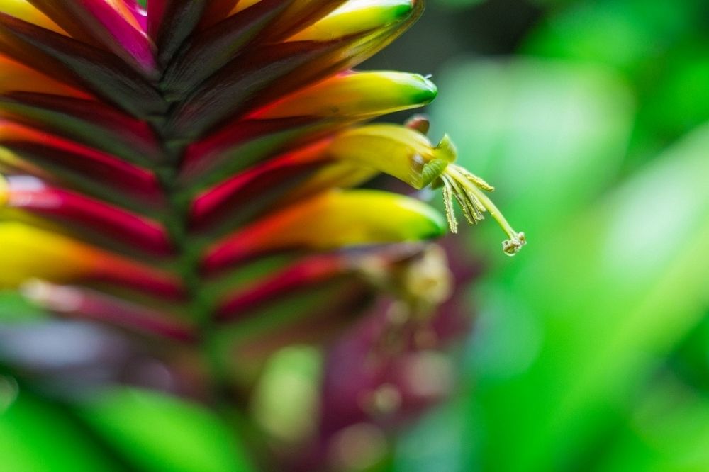 Цветочек аленький