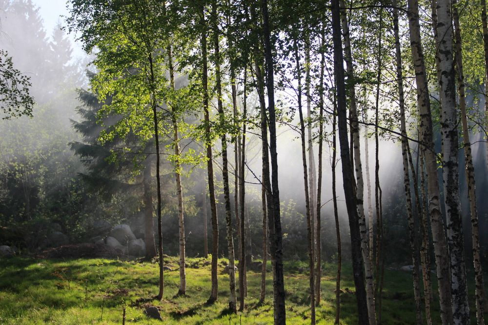 Березовая роща