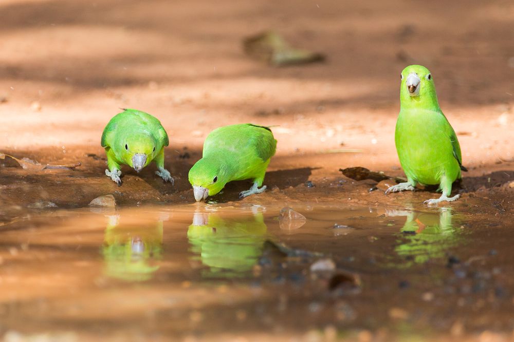 Blue-winged Parrotlet