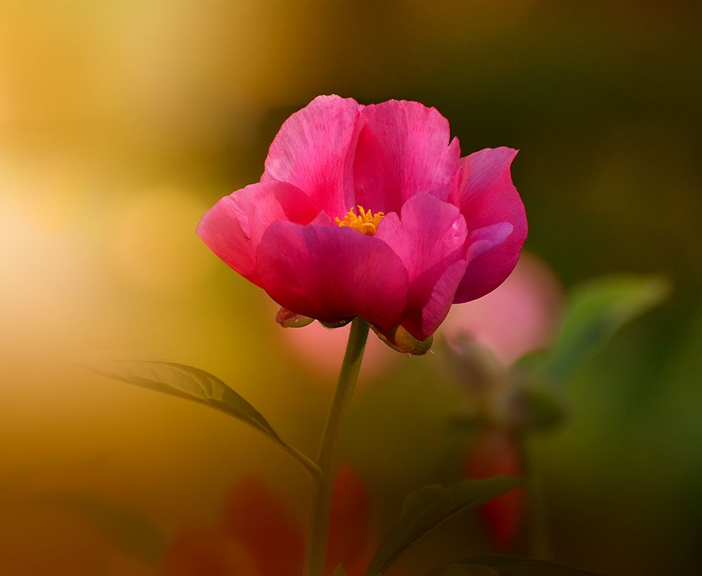 Совершенство вида.