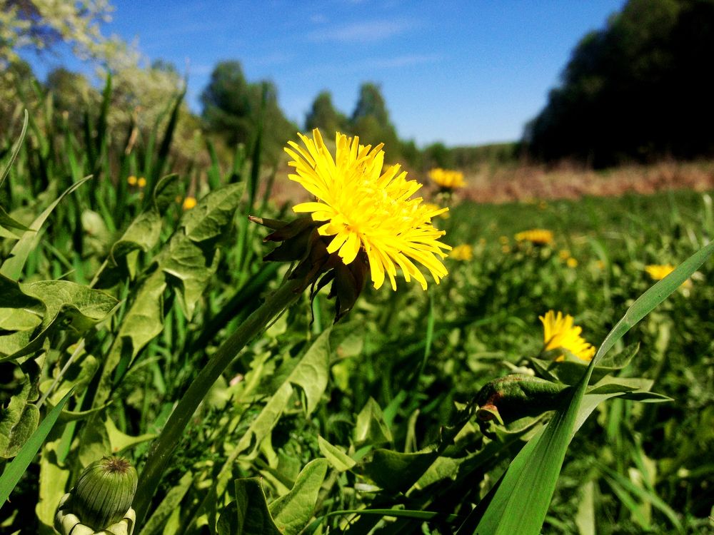 Земное солнце