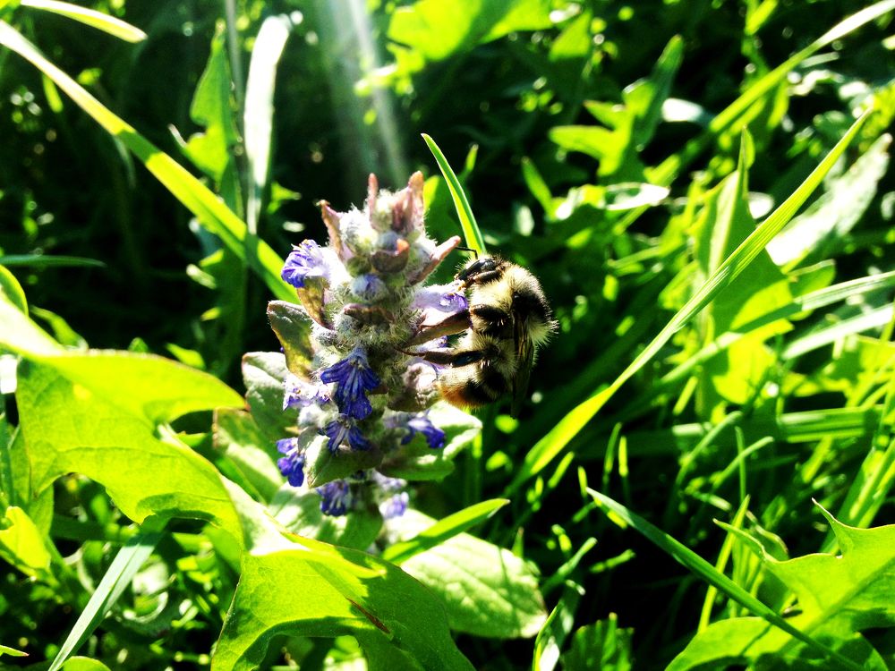 Мохнатый шмель