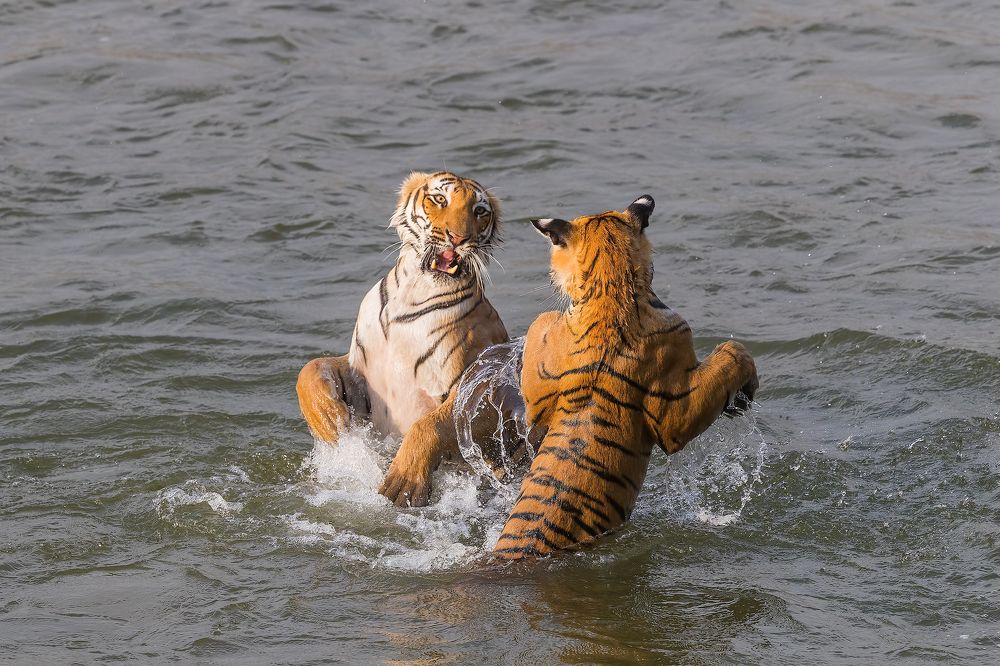 Fighting with Mother