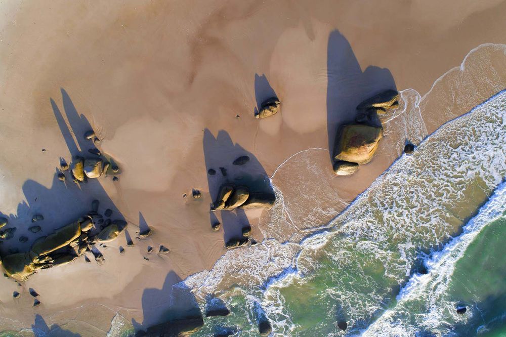 "Заяц, слонёнок, черепаха и бизон"