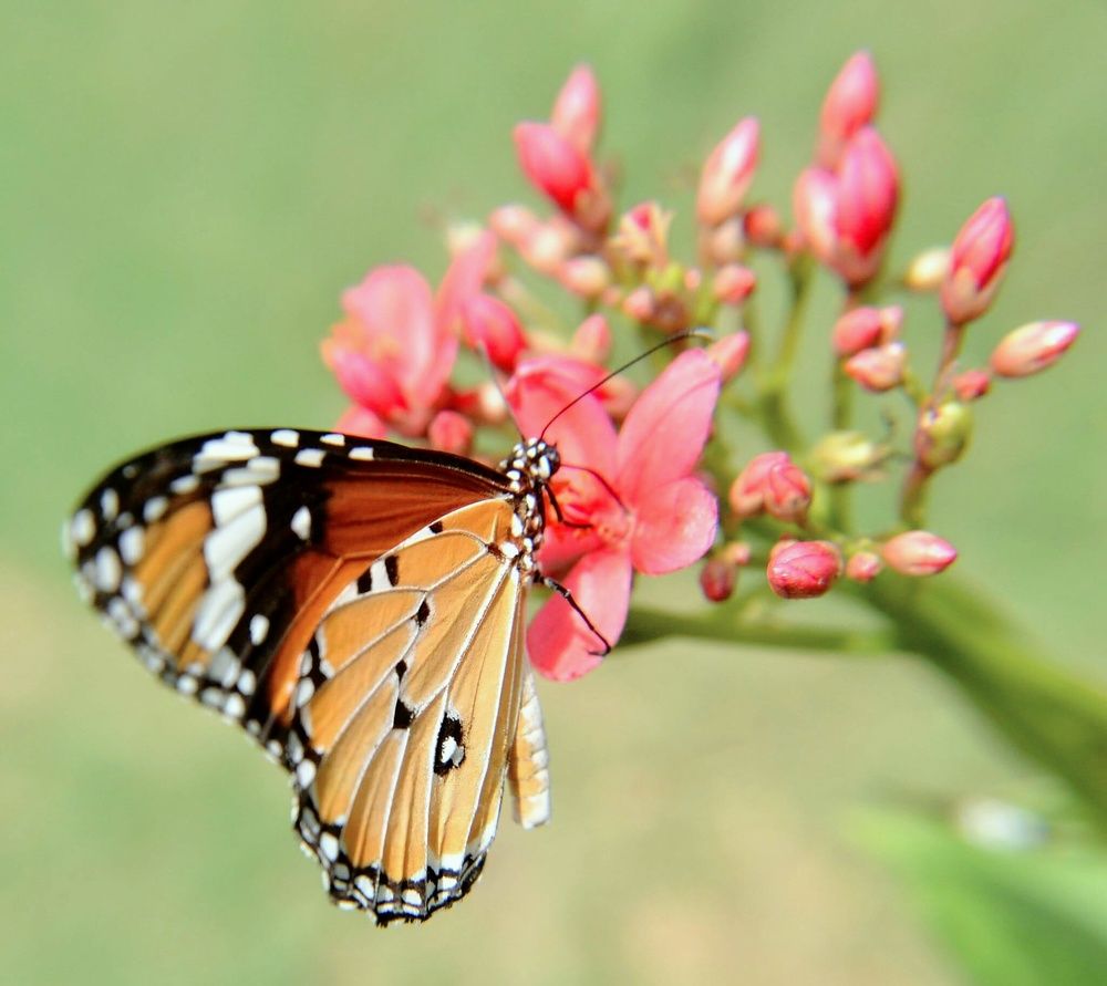 Plain Tiger Butterfly