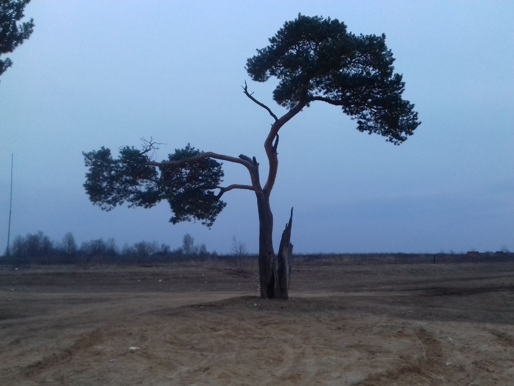 Вековая сосна